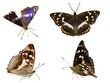 Purple Emperor Butterfly in natural positions