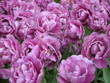 Keukenhof