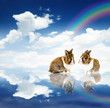 Rabbits Paradise