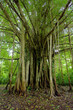 Amazon jungle tree