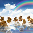 Rabbits Paradise