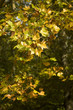 Forest001 Forest001