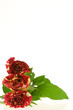 roses of passion, love and jealousy