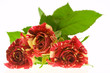 roses of passion, love and jealousy