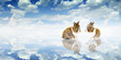 Rabbits Paradise