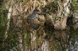 alligator
