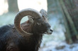 Mufflon