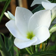jeune fleur blanche de frangipanier jeune fleur blanche de frangipanier