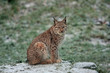 Luchs