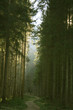Waldweg