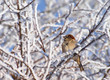 Vogel im Winter