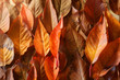 Fall Leaves Fall Leaves