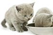 Kittens over white Kittens over white