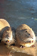 nutria