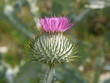 Krebsdistel, Wolldistel, Krampfdistel