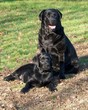 puppy and mother