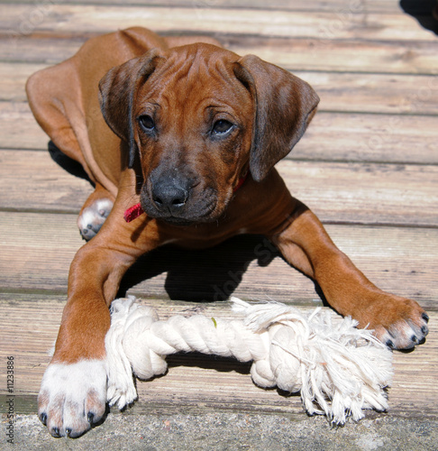 Rhodesian Ridgeback Welpe