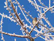 Vogel im Winter