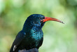 Green Red-Billed Wood Hoopoe close-up of head/beak