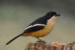Southern Boubou adult eating fruit