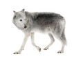 Mackenzie Valley Wolf (8 years)  - Canis lupus occidentalis