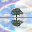 Oak Tree and Rainbow