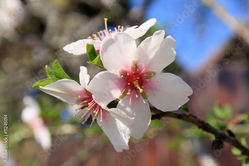 Photo: Blooming is vernal. Blooming is vernal.