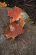 autumn leaves