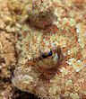 Flunder Makro Flunder Makro