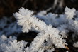 Schön gewachsene Eiskristalle an Pflanzenhalmen