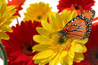 Gerbera daisy