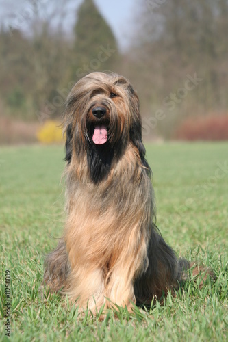 Photo: Adorable grand chien tout en poil Adorable grand chien tout en poil