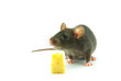 mouse
