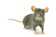 rat