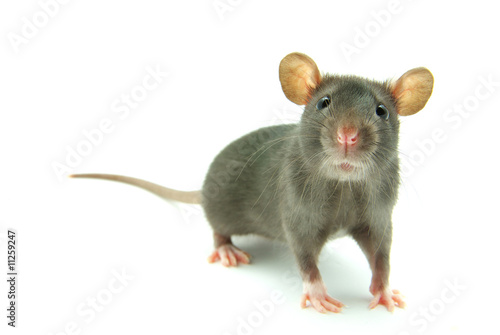 Photo: rat rat