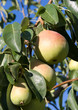 group ripe pears hang by branches