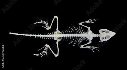 Photo: Isolated lizard (Agama caucasica) skeleton on black background Isolated lizard (Agama caucasica) skeleton on black background