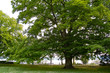 Big oak tree
