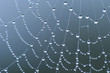 Spider web