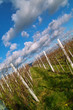 Wineyards in autumn