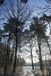 winterlicher Wald