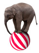 Baby elephant on ball Baby elephant on ball