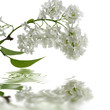 Blancheur lilas