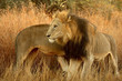 Lion Brothers