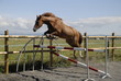 Photo: cheval cheval