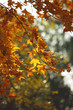 Autumn color