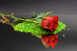 red rose on the mirror against the black background