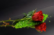 red rose on the mirror against the black background