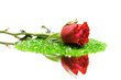 red rose isolated on white. space for text.