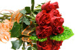red roses isolated on white. space for text.
